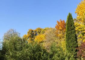 herfstlandschap, bos foto