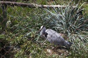 reiger in een kooi foto