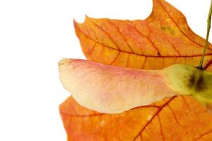 rood blad, close-up foto