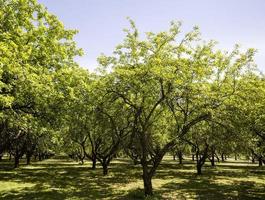 echte natuur, park foto