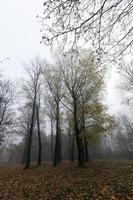 herfstpark, bewolkt foto