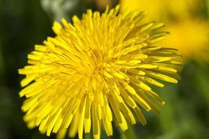 gele paardebloemen in de lente foto