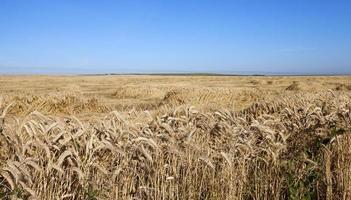 boerderij veld granen foto