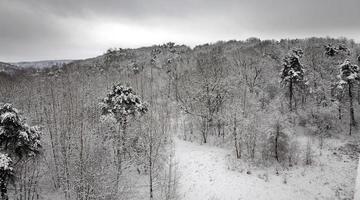 winter bos, landschap foto