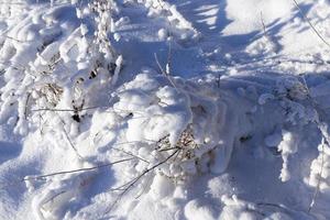 sneeuw bedekt veld foto