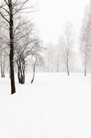 bomen in de winter foto