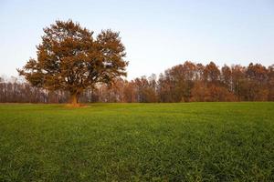 eik, herfstseizoen foto