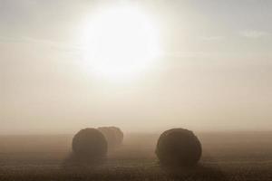 landbouwgebied, mist foto