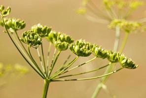 gefotografeerd door een close-up van een venkelplant. kleine scherptediepte foto