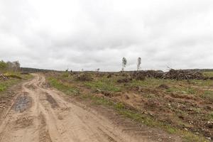 bomen na de orkaan foto