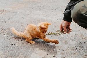 kleine gemberkatje speelt buiten. vriendschapsconcept tussen mens en kat. foto
