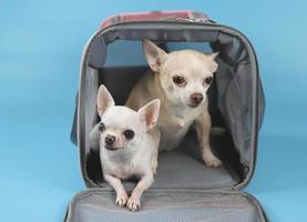 twee verschillende grootte chihuahua honden zitten in reiziger huisdier draagtas op blauwe achtergrond, camera kijken. veilig reizen met huisdieren. geïsoleerd. foto