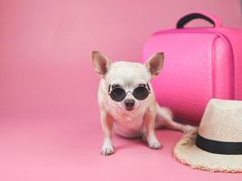 schattige bruin kort haar chihuahua hond dragen van een zonnebril zittend op een roze achtergrond met reisaccessoires, roze koffer en strohoed. foto