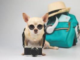 schattig bruin kort haar chihuahua hond dragen van een zonnebril en camera om de nek, zittend op een witte achtergrond met reisaccessoires, koptelefoon, rugzak, hoed. foto