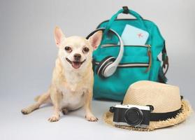 schattig bruin kort haar chihuahua hond zittend op een witte achtergrond met reisaccessoires, camera, rugzak, paspoort, koptelefoon en strohoed. reizen met dierlijk concept. foto