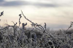 gras met sneeuw foto