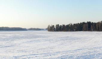 bomen in de winter foto