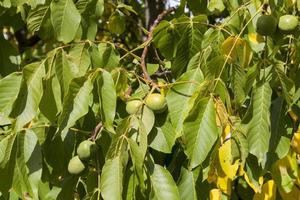 groene walnoot, close-up foto