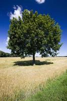 eenzame eik groeit in een veld foto