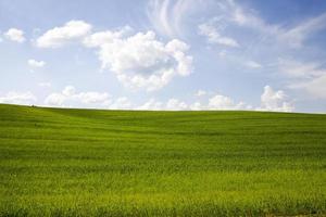 groen gras in de zomer foto