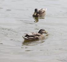 natuurlijke omgeving voor wilde vogels, close-up foto