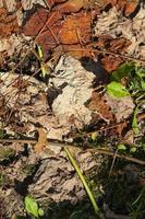 droge sinaasappelbladeren van druiven in het herfstseizoen foto