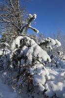 bomen in de winter foto