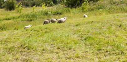 schapen rennen in het veld foto