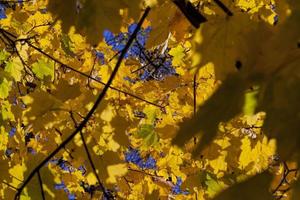 bladval in de herfst en op esdoorns foto