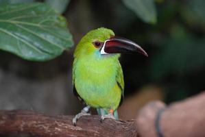 smaragdgroene toekan zittend op een boomtak in de tropen foto