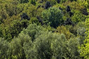 bomen groeien, close-up foto