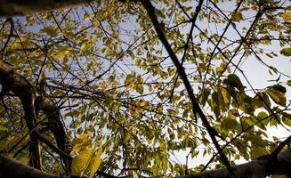 groen gebladerte aan de bomen in de vroege herfst foto