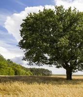 eiken eenzaam groeiend foto