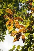 veranderende kleur eiken in het herfstseizoen foto