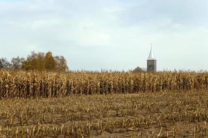 landbouwgebied met maïs foto