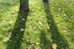 herfst de bladeren vallen foto