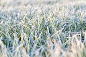 tarwe of rogge gezaaid voor de winter foto