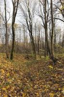 bladval in de herfst en op esdoorns foto