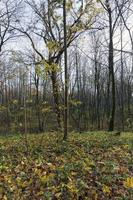 bijzonderheden en kenmerken van het herfstseizoen foto