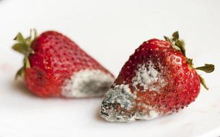 schimmel op aardbeien. detailopname foto