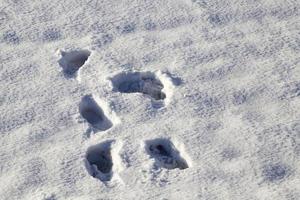 menselijke voetafdrukken in de sneeuw foto