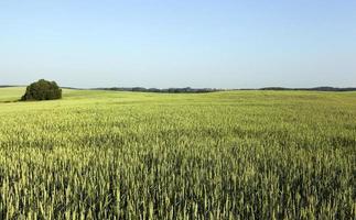 groene tarweveld foto