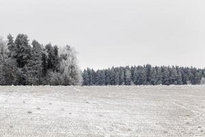 winterlandschap, bos foto