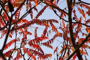 herfst de bladeren vallen foto