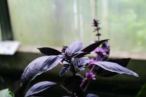 bladeren en struiken basilicum groeien in een kas op een zomerse dag foto