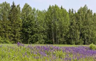 bloeiende blauwe lupine foto