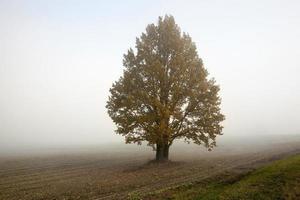 veld en boom, mist foto