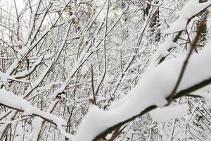takken van een boom in de sneeuw foto