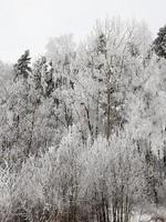 gefotografeerd winterbos foto