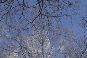 vonken zonlicht in de ijzige lucht tijdens een wandeling in het winterpark op ijzige dagen foto